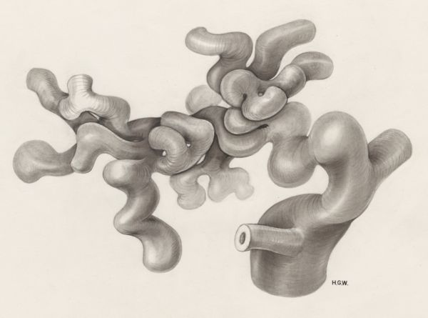 H.G Wetselaar, Circulatory system