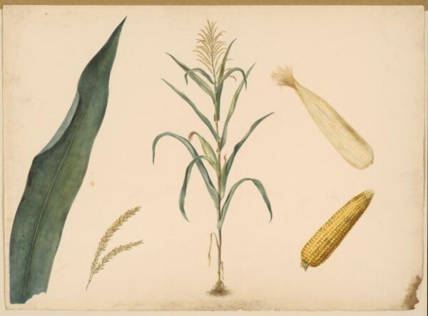 Unknown, A maize plant