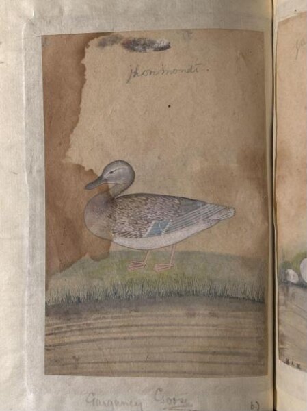 Unknown, Depictions of a sandpiper and Garganey goose of Northern India