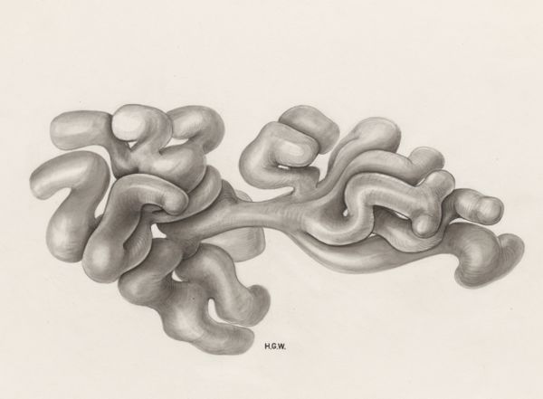 H.G Wetselaar, Circulatory system