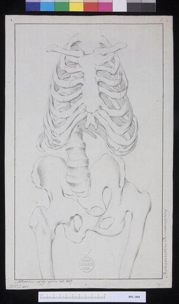 M Houtman, Pathology, fractures (Torso, skeleton)