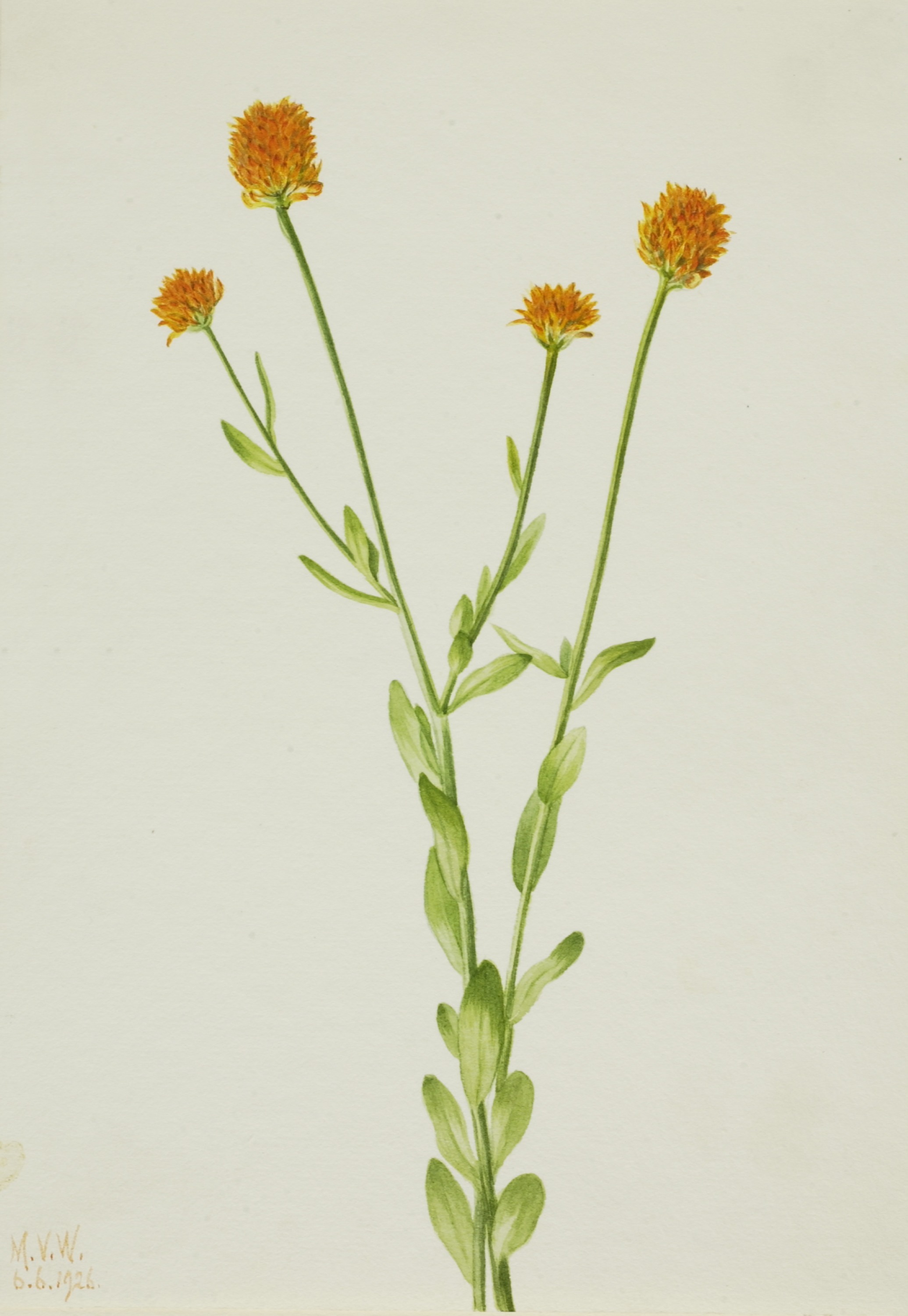 Mary Vaux Walcott, Orange Polygala (Polygala lutea)