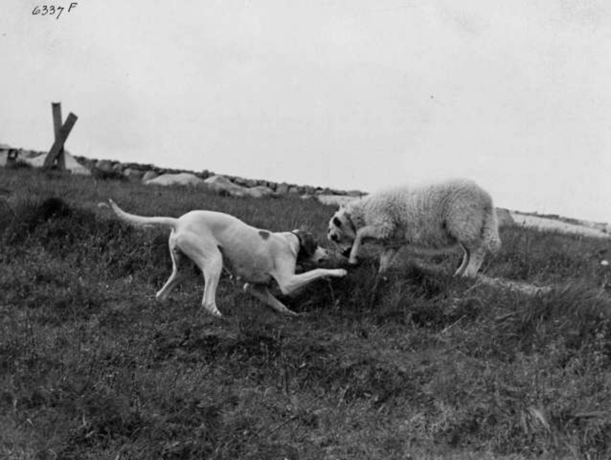 Anders Beer Wilse, -6913