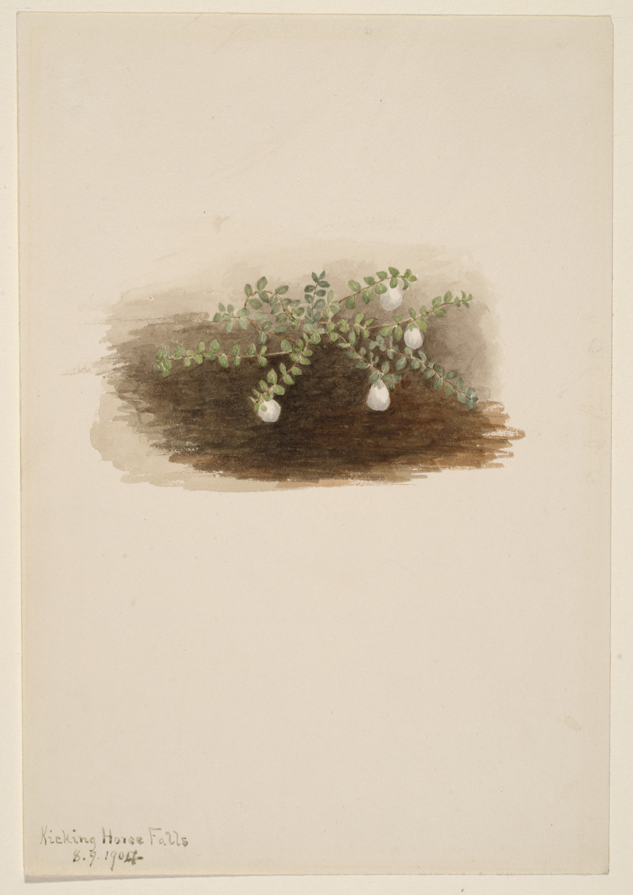 Mary Vaux Walcott, Chiogenes hispidula