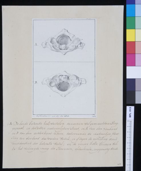 M Houtman, Cervical vertebrae