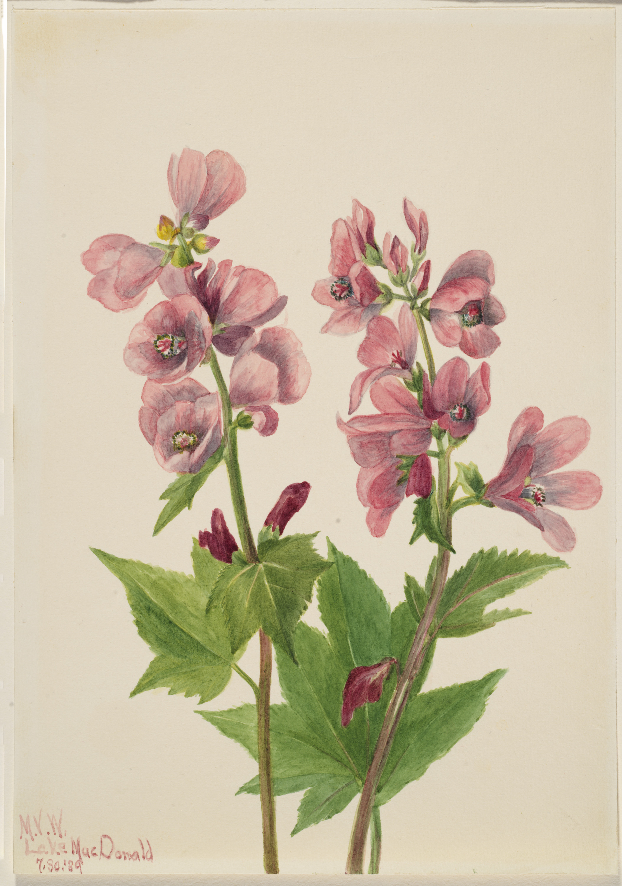 Mary Vaux Walcott, Untitled--Flower Study
