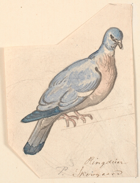 P.C. Skovgaard, En ringdue.