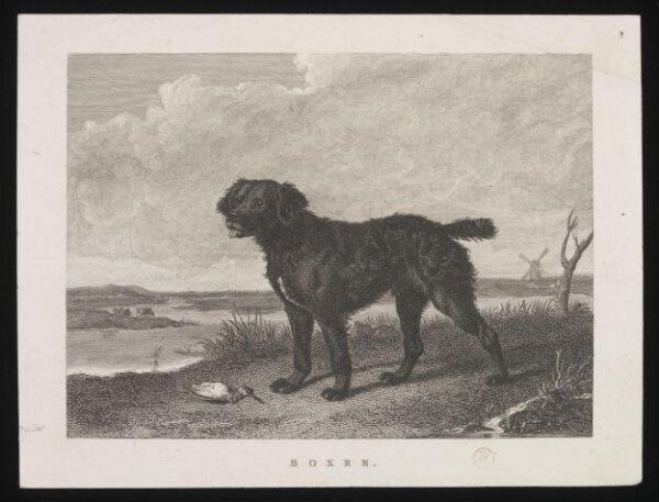 Unknown, BOXER