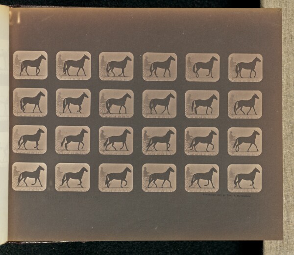 Eadweard J. Muybridge, Walking - Change to Trotting