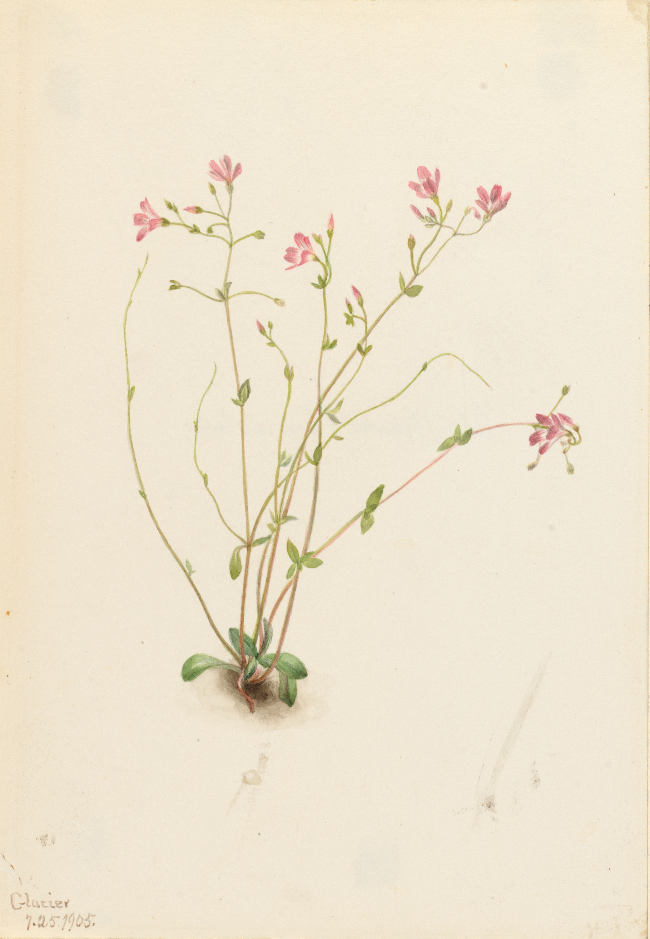 Mary Vaux Walcott, Naiad Spring Beauty (Claytonia parvifolia)