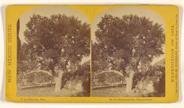 Timothy H. O'Sullivan, Cottonwood Tree, Canon de Chelle.