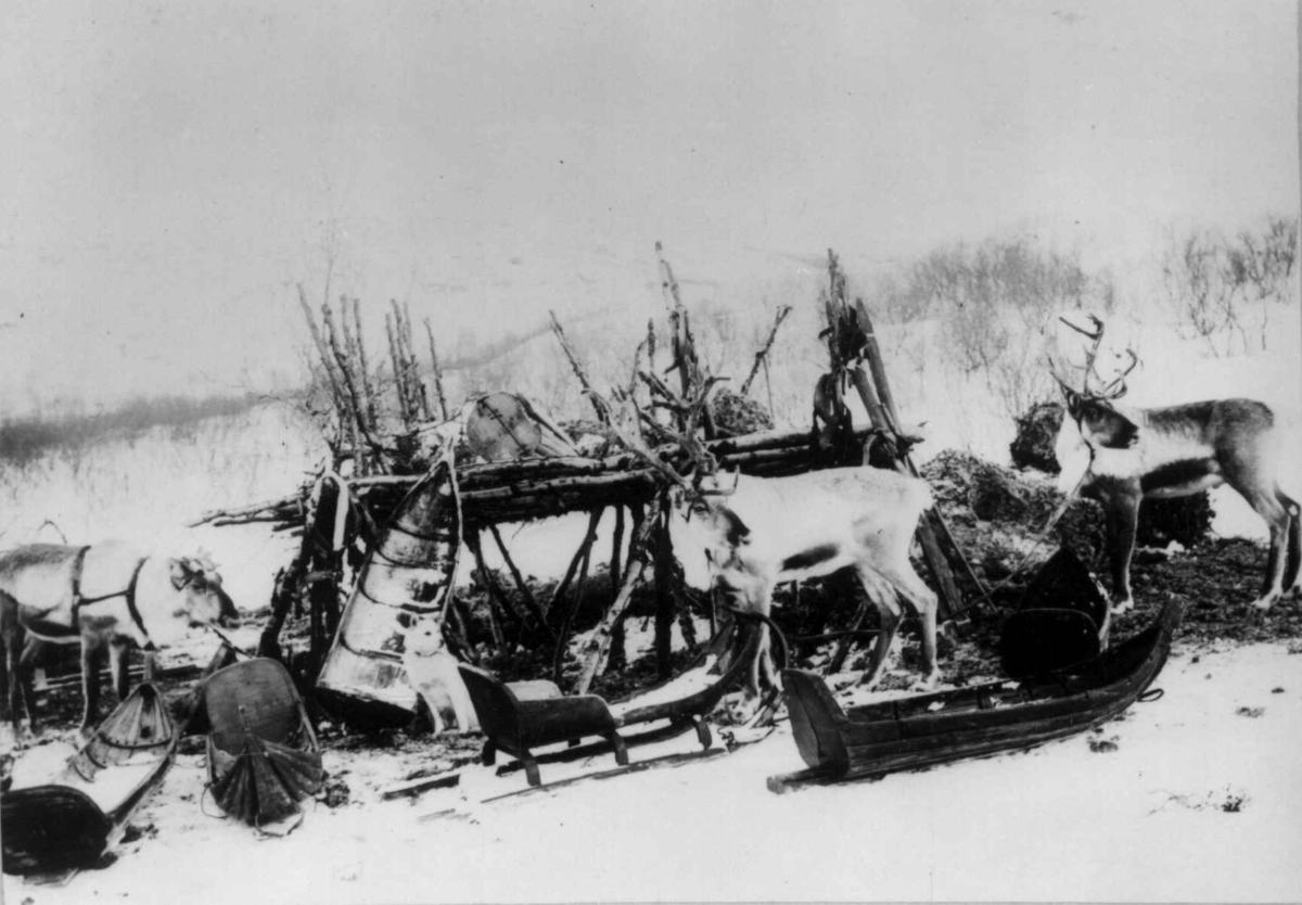 Ellisif Rannveig Wessel, Pulker, sleder og reinsdyr ved et stillas, Sør-Varanger Finnmark, før 1900.