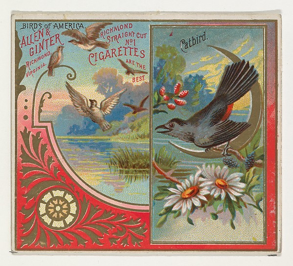 Allen & Ginter, Catbird, from the Birds of America series (N37) for Allen & Ginter Cigarettes