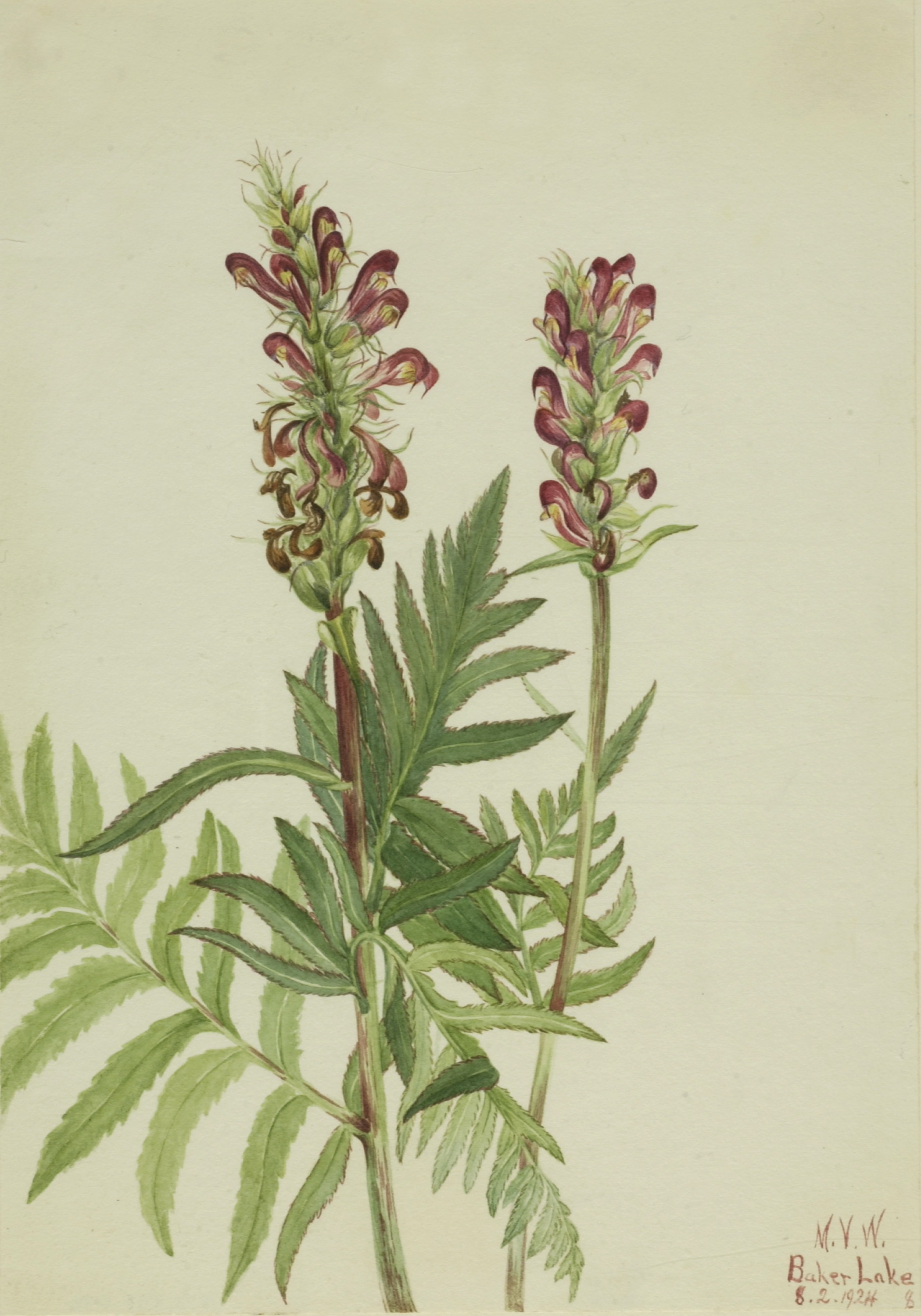 Mary Vaux Walcott, Red-Helmet (Pedicularis bracteosa)
