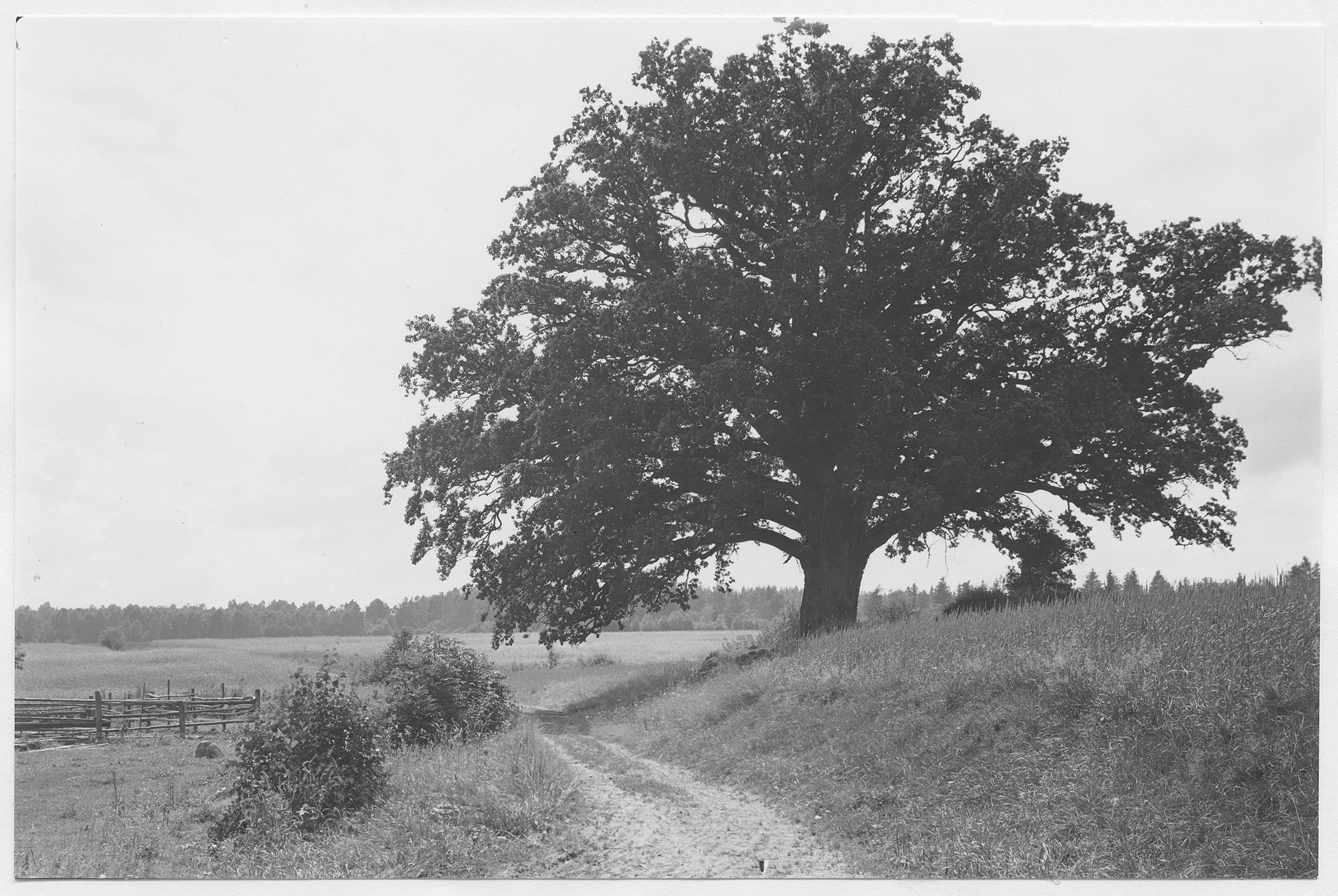 Mårten Sjöbeck, Röå