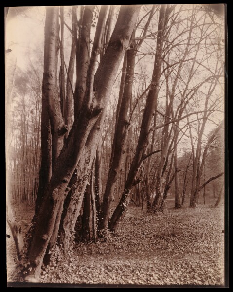 Eugène Atget, The Park at Saint-Cloud