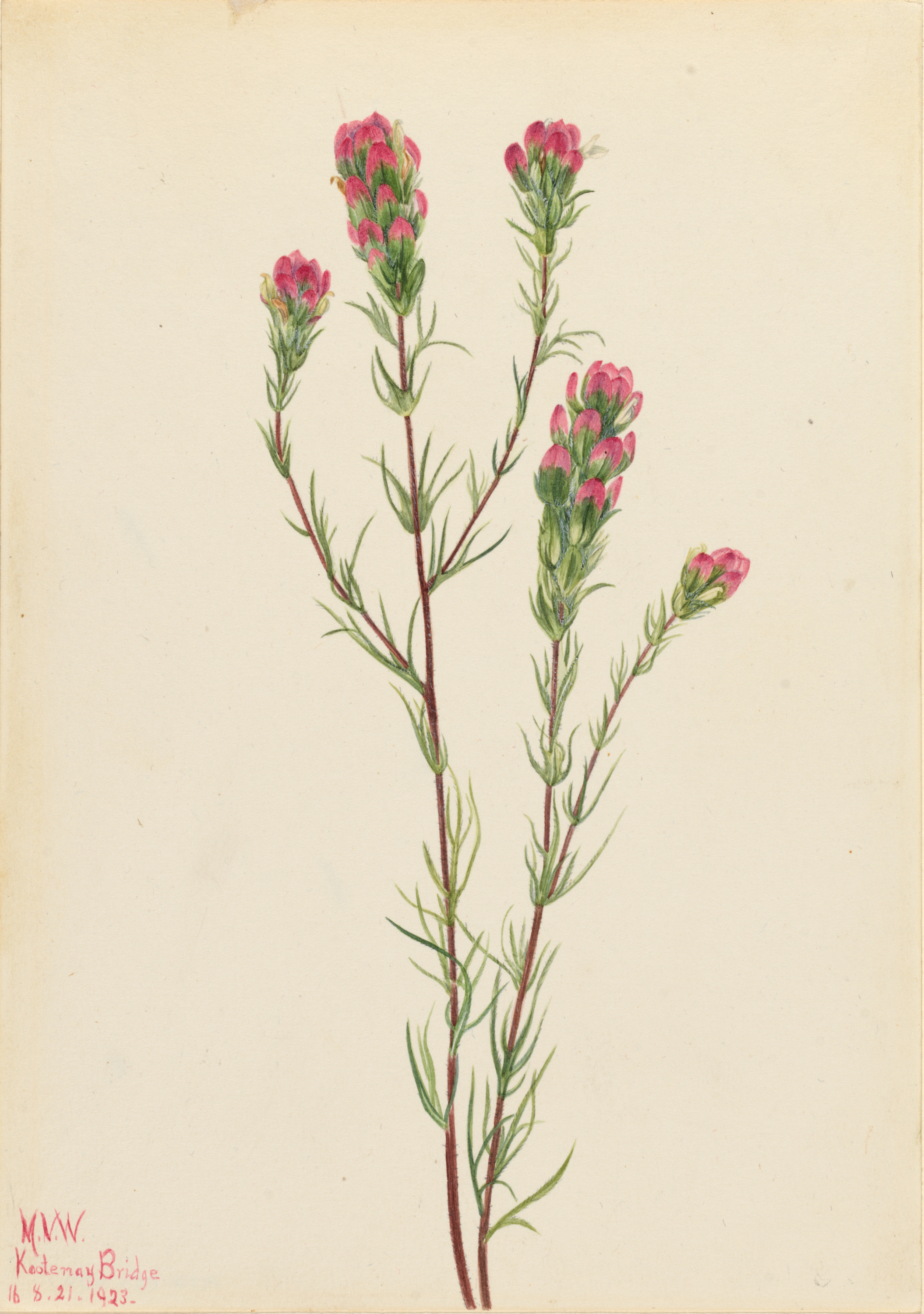 Mary Vaux Walcott, Owl-clover (Orthocarpus tenuifolius)