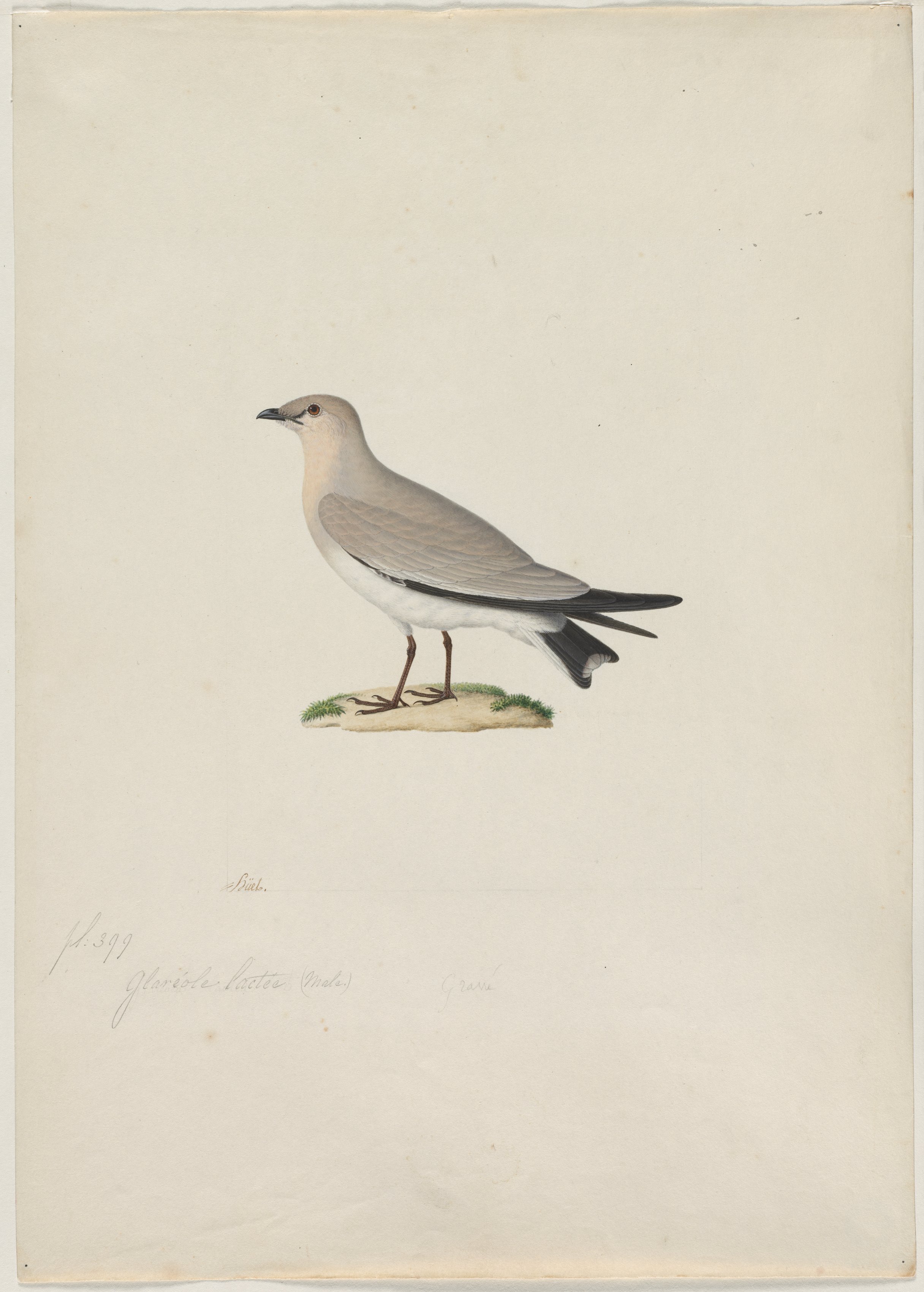 Paul Hüet, Small Pratincole (Glareola lactea)