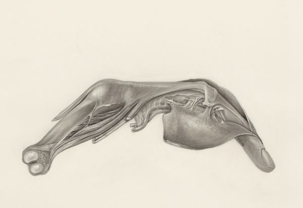 H.G Wetselaar, Muscular tissue of a mammal's finger