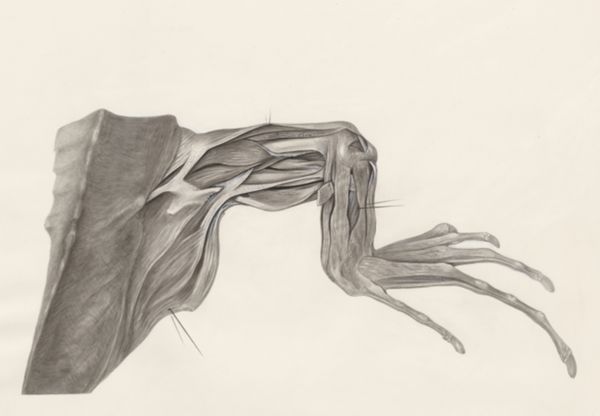H.G Wetselaar, Muscular tissue of a lizards leg and claw