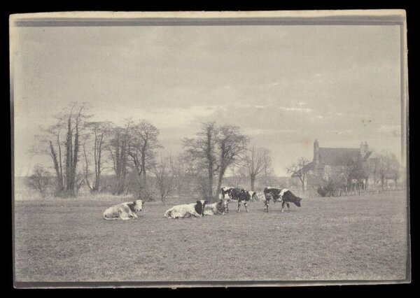 Gale, Lt. Col. Joseph, Five cows in a field
