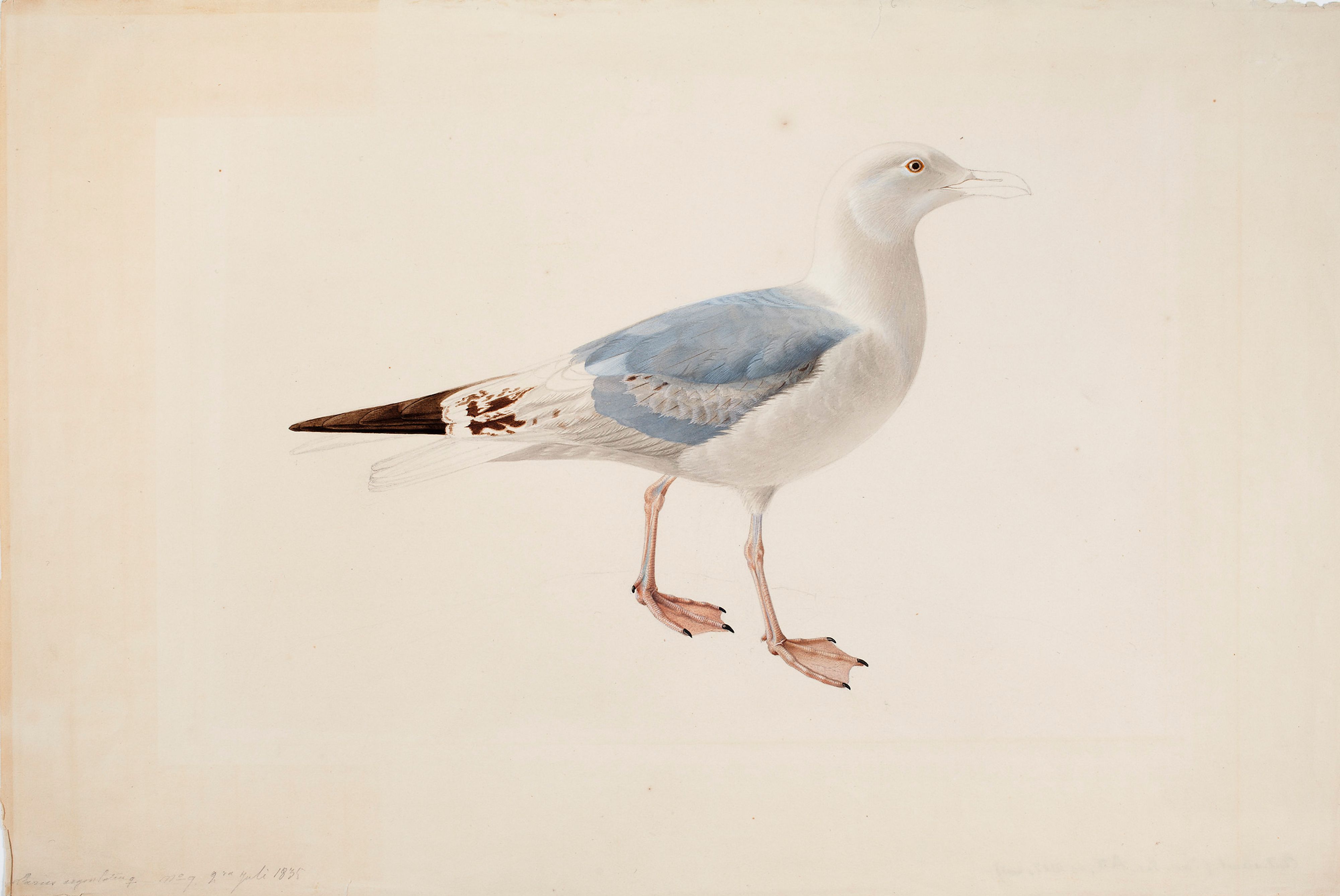 Magnus von Wright, European Herring Gull