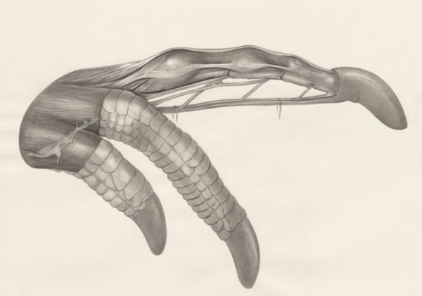 H.G Wetselaar, Muscular tissue of a lizards upper extremities