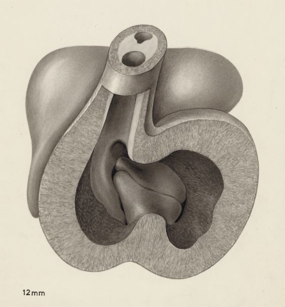 J Tinkelenberg, Part of the heart and circulatory system of an embryo