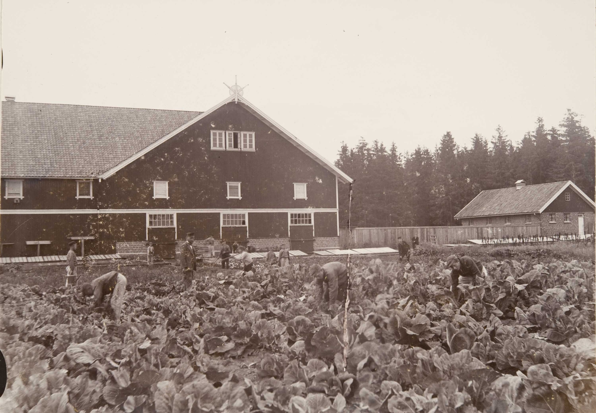 Berg & Høeg, Åker og jordbruksdrift på Bastøy skolehjem, Bastøya, ca. 1903. Elevene tar opp kål fra åkeren. Låvebygningen i bakgrunnen.