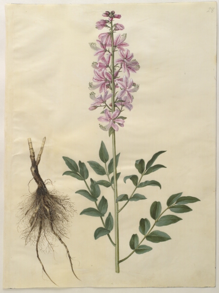 Hans Simon Holtzbecker, Dictamnus albus (hvid diktam)