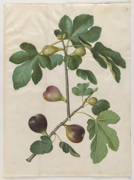 Hans Simon Holtzbecker, Ficus carica (almindelig figen)