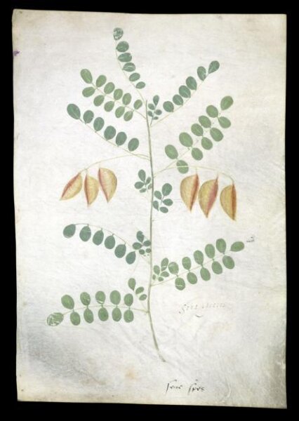 Unknown, drawing