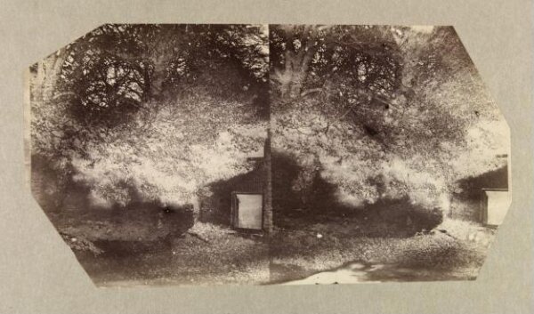 Clementina, Lady Hawarden, Photograph