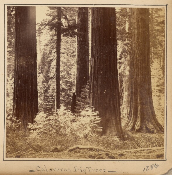 Carleton Watkins, Calaveras Big Trees