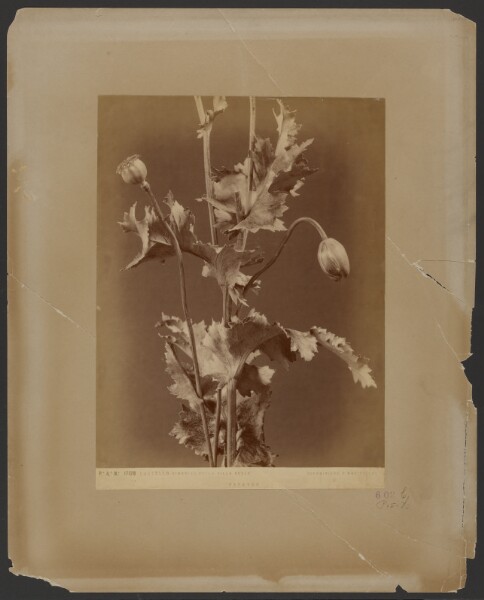 Unknown, Castello - Giardino della Villa Reale, Papaveri