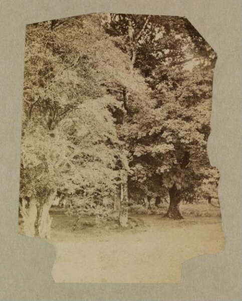 Clementina, Lady Hawarden, Photograph