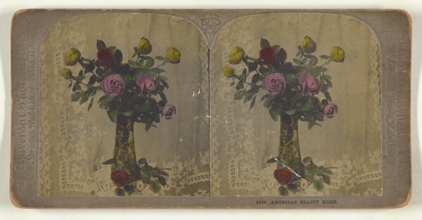 Carleton H. Graves, American Beauty Roses.