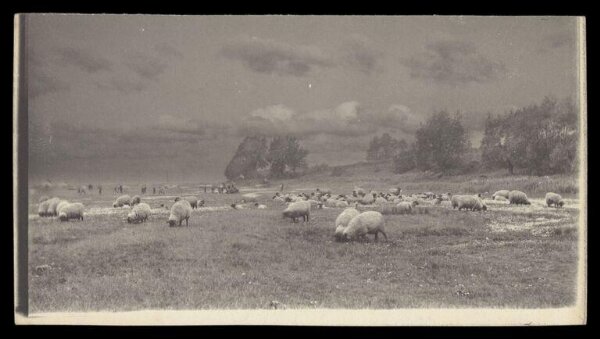 Gale, Lt. Col. Joseph, Sheep