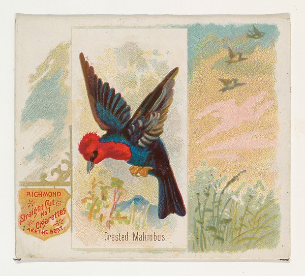 Allen & Ginter, Crested Malimbus, from the Song Birds of the World series (N42) for Allen & Ginter Cigarettes