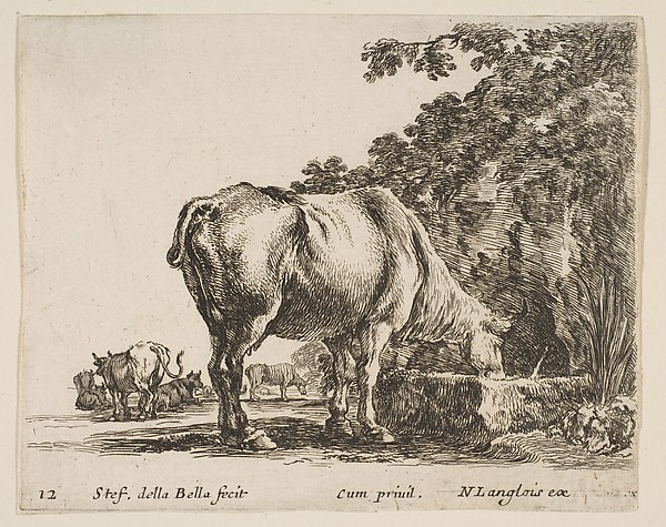 Stefano della Bella, A cow drinking from a stone trough, other cows to left in background, plate 12 from "Diversi capricci"