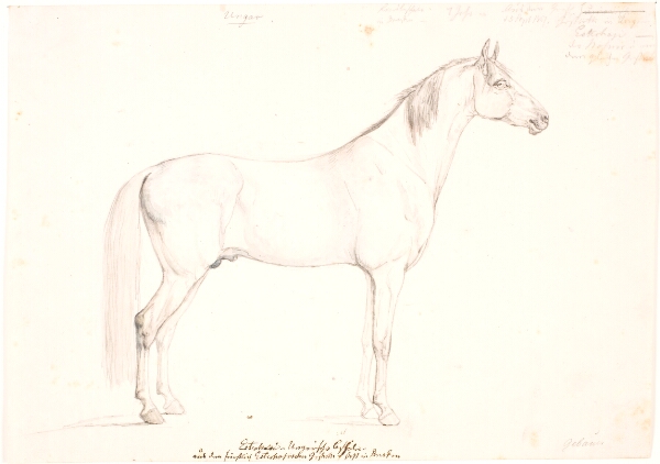 Christian David Gebauer, En hingst