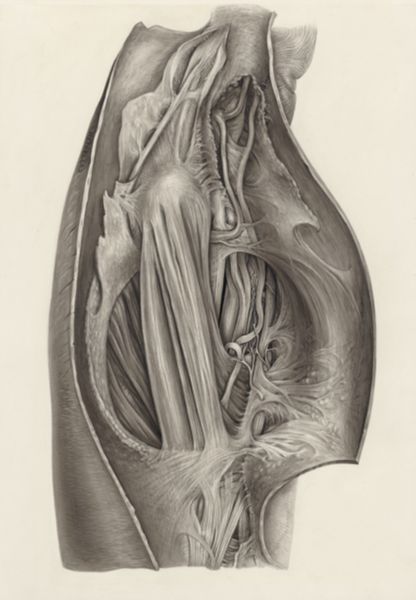 H.G Wetselaar, Muscular tissue of a mammal's finger