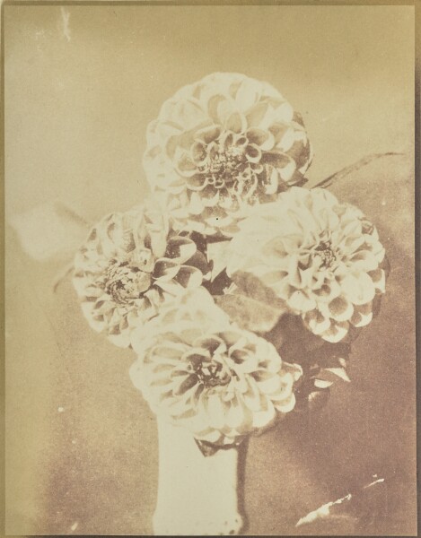 Hippolyte Bayard, [Flowers in a Vase]