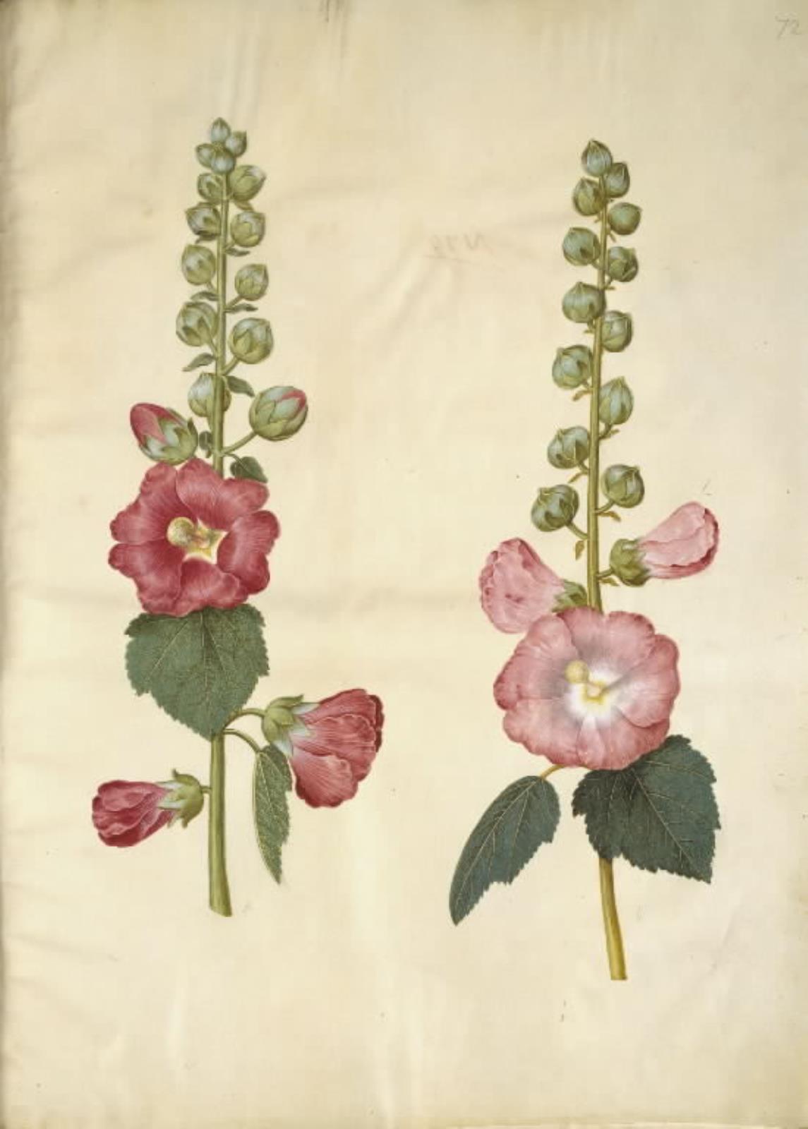 Hans Simon Holtzbecker, Alcea rosea (have-stokrose)