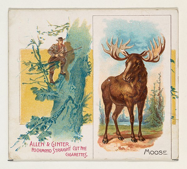 Allen & Ginter, Moose, from Quadrupeds series (N41) for Allen & Ginter Cigarettes
