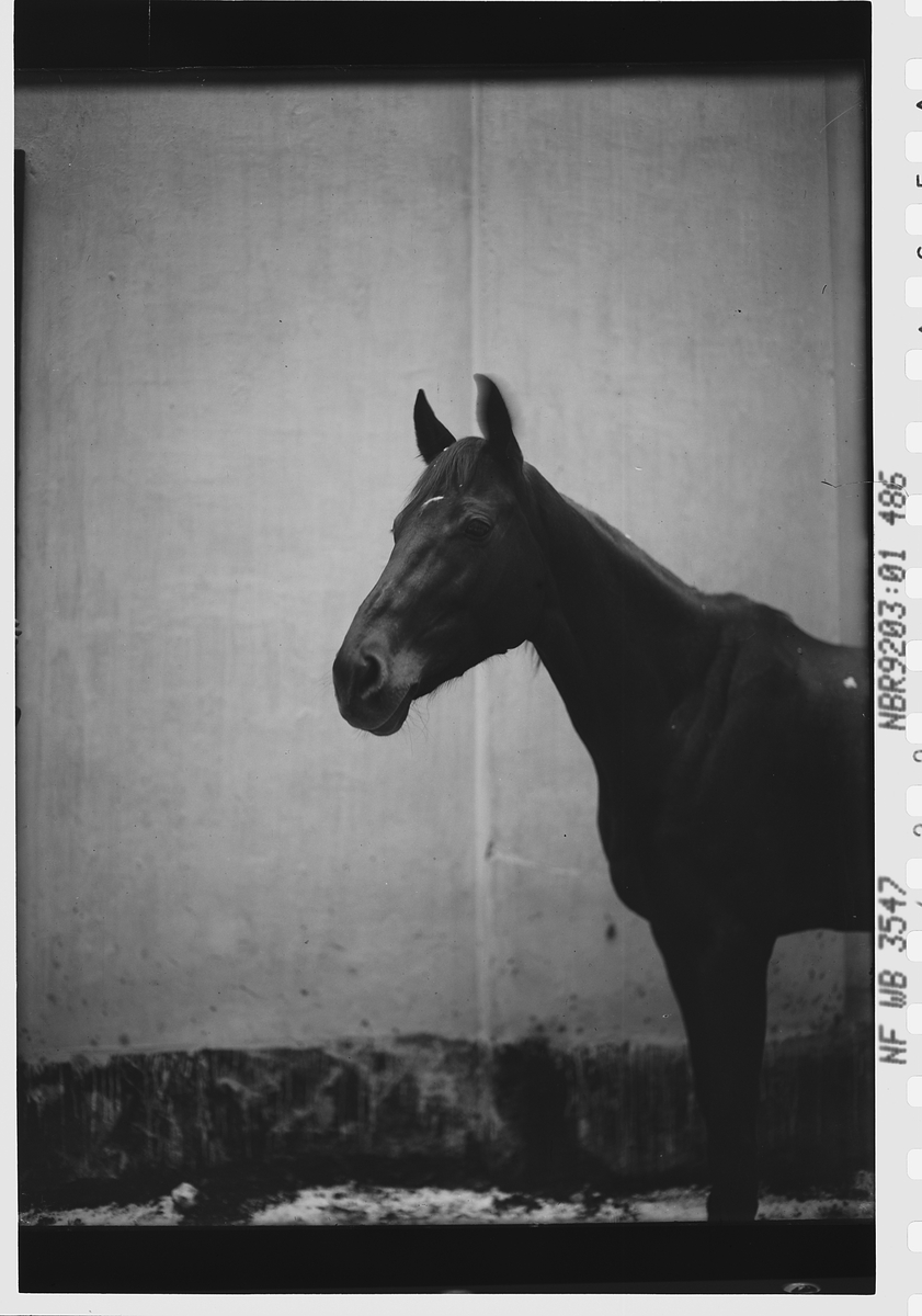Anders Beer Wilse, Prot: Fru Petersens Hest