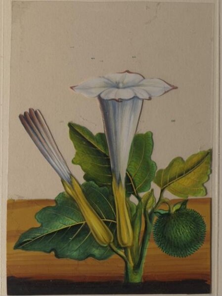 Unknown, One of twelve drawings of fruits and vegetables.
