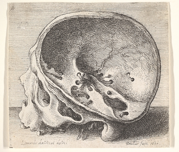 Wenceslaus Hollar, Sectioned skull in profile to left with the left side of the cranium removed