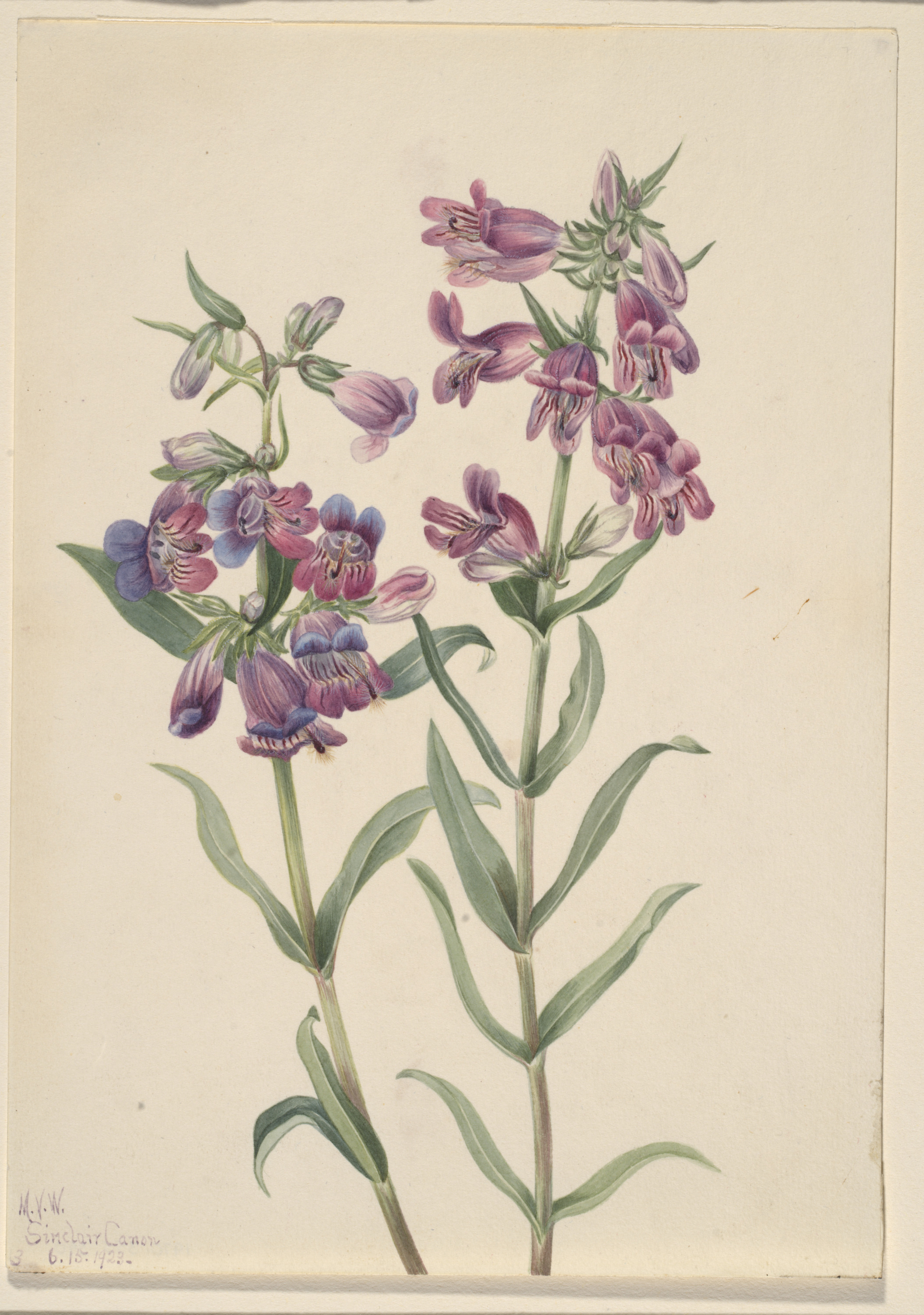 Mary Vaux Walcott, Prairie Pentstemon (Pentstemon erianthera)