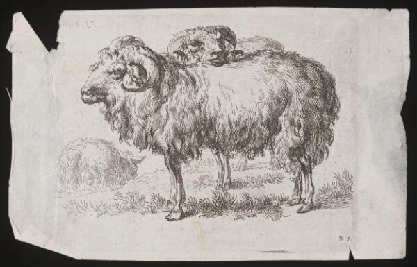 Unknown, Sheep
